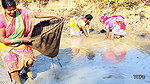 Village Women Amazing Hand Fishing in Mud Water