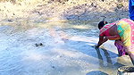 Village Women Amazing Hand Fishing in Mud Water