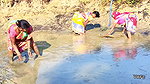 Village Women Amazing Hand Fishing in Mud Water