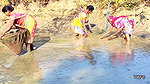 Village Women Amazing Hand Fishing in Mud Water