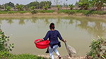 Village Women Amazing Hand Fishing in village pond