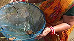 xVillage Women Catching and Cooking Fish village st