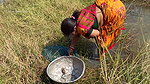 xVillage Women Catching and Cooking Fish village st