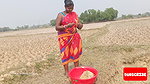 Village women catching lots of fish from Mud water