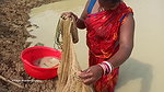 Village women catching lots of fish from Mud water