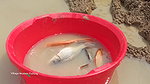 Village women catching lots of fish from Mud water
