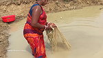 Village women catching lots of fish from Mud water
