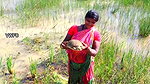 Village Women Caught a Huge Turtle