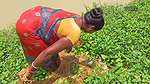 x  Village Women fishing    Traditional Net fishing