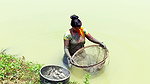 Village Women Fishing Video