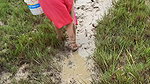 x Village women mud crab catching in the shore of Ba