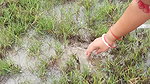 x Village women mud crab catching in the shore of Ba