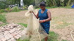 Village women net fishing in Village Pond   Lots o