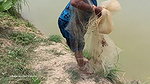 Village women net fishing in Village Pond   Lots o