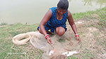 Village women net fishing in Village Pond   Lots o