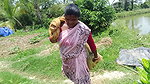 Village Women Net fishing   full Net Paku fish