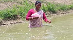 Village Women Net fishing   full Net Paku fish