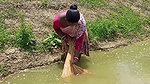 Village Women Net fishing   full Net Paku fish