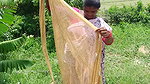Village Women Net fishing   full Net Paku fish