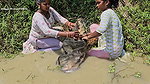 Village Women New Amazing Net Fishing video    Mou