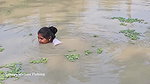 Village Women New Net fishing video    Mouni Fishi
