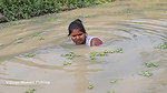 Village Women New Net fishing video    Mouni Fishi