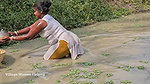 Village Women New Net fishing video    Mouni Fishi