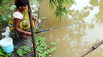 Village Women New Net fishing video 1