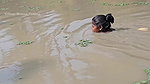 Village Women New Net fishing video 3