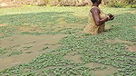 Village Women New Net fishing video 3
