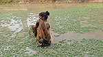 Village Women New Net fishing video 3