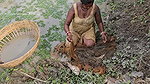 Village Women New Net fishing video 3