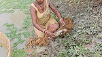 Village Women New Net fishing video 3