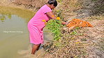 Village Women New Net fishing video 4