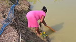 Village Women New Net fishing video 4