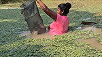 Village Women New Net fishing video 8