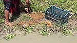 Village Women New Net fishing video 12