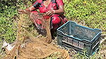 Village Women New Net fishing video 12