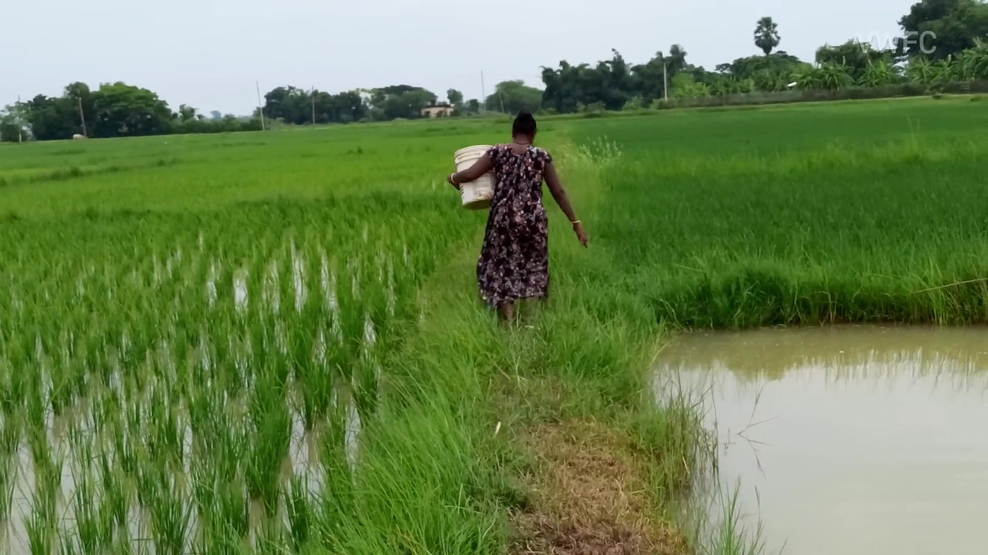 Village Women New Net fishing video 14