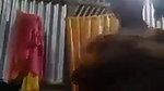 Village Bhabi Showing And Fingering
