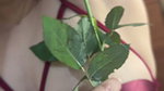 Sexyindianwife with rose and showing her Ass hole 2 clips (2)3