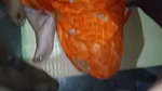 Indian bhabhi fucking in village home