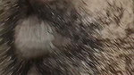 Indian Desi Beautiful GF tight pussy, Desi college students sex video fucking hard