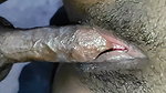 Crazy sex time with Desi Wife..! Romantic Desi Couple