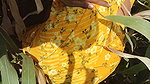 I Fucked My Stepsister in Law in the Corn Field