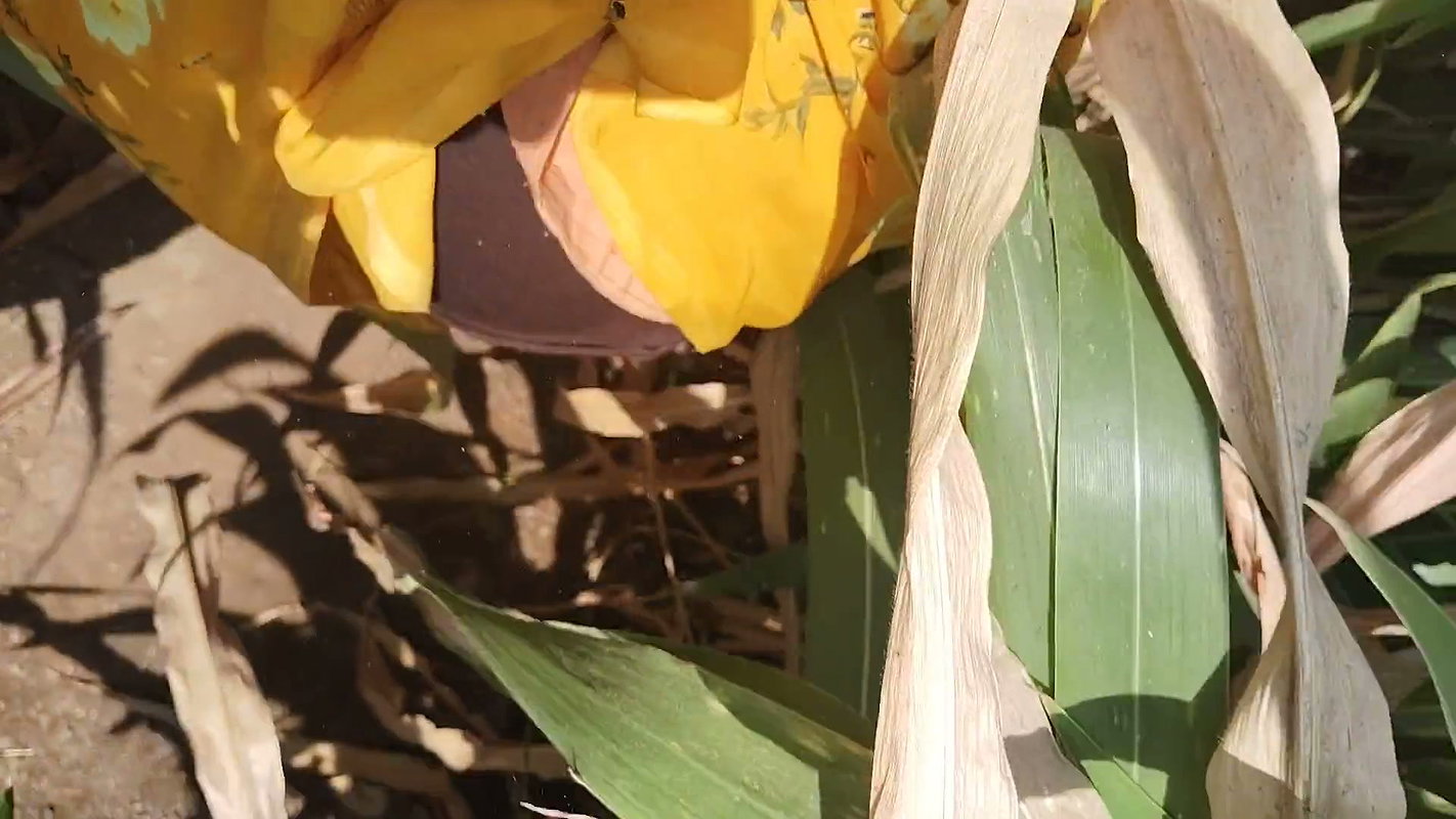 I Fucked My Stepsister in Law in the Corn Field