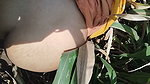 I Fucked My Stepsister in Law in the Corn Field