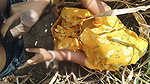 I Fucked My Stepsister in Law in the Corn Field