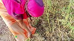 Desi Bhabhi Fucked While Working in the Field