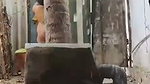Desi village bhabhi with devar bj fucking behind the room (2)2